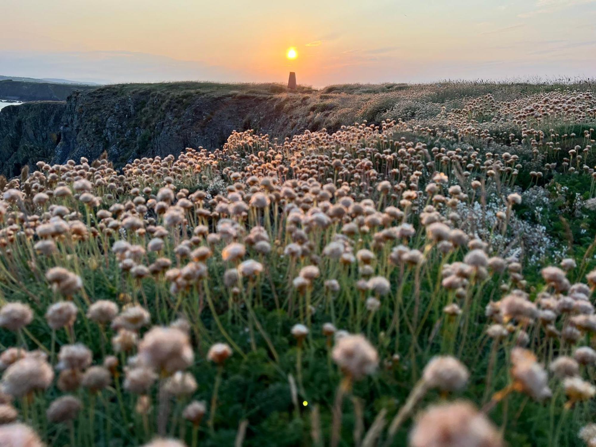 Thistledown Lodge Fethard-on-Sea Eksteriør billede